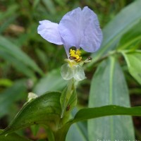 Commelina undulata R.Br.